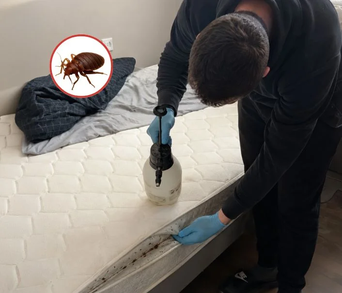 Technicien traitant un matelas contre les punaises de lit à Le Tremblay-sur-Mauldre